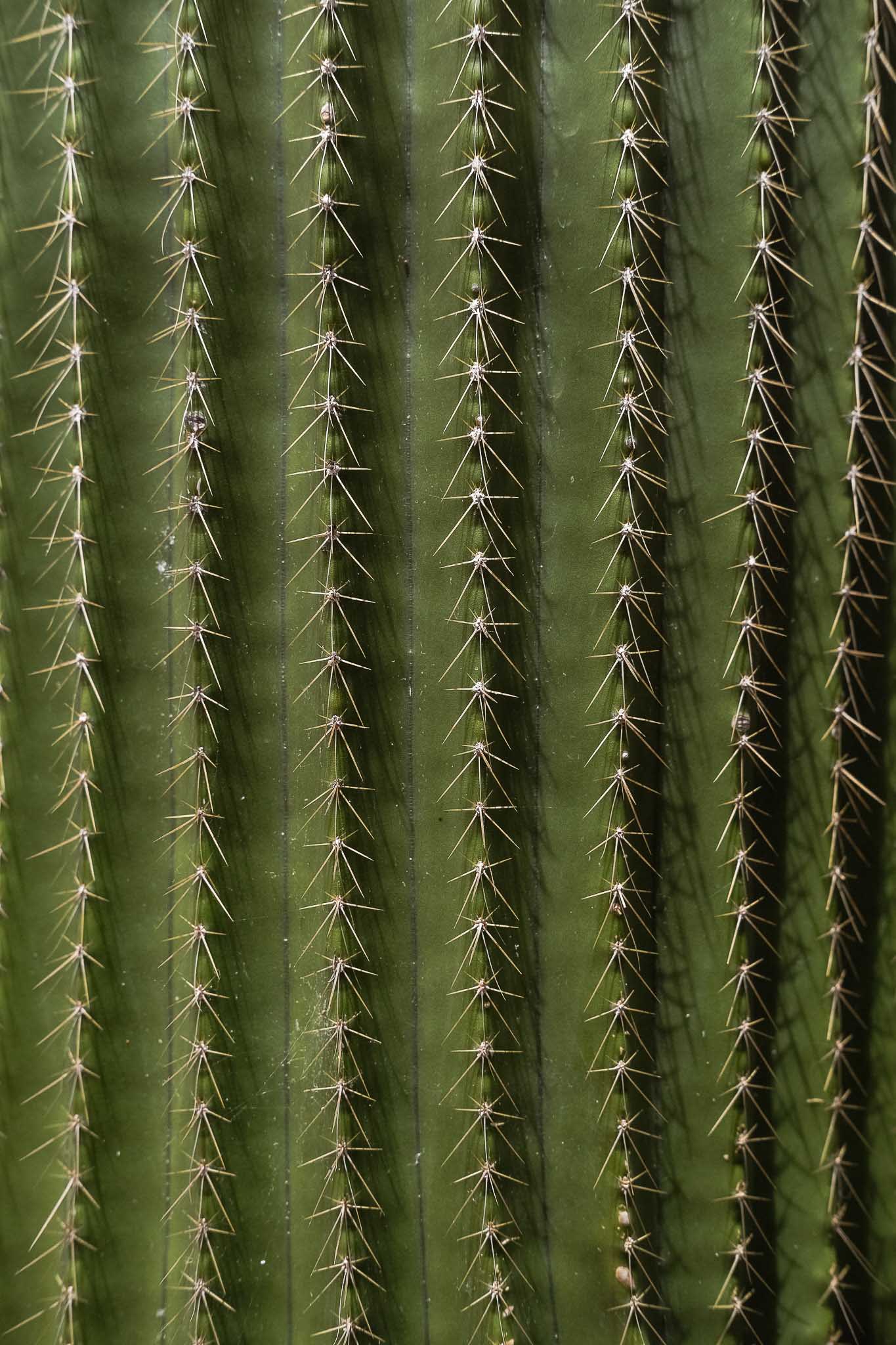 A close up image of a cactus.